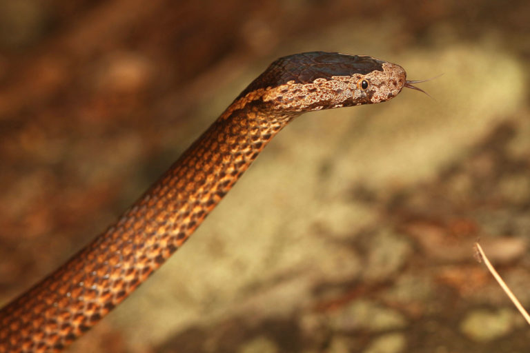 Golden Crowned Snake South East Snake Catcher Gold Coast