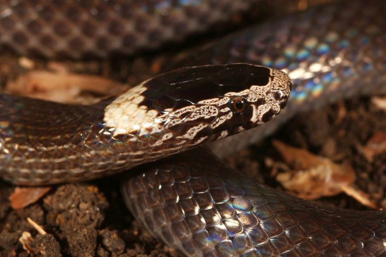 White Crowned Snake South East Snake Catcher Gold Coast