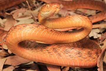 South East Snake Catcher - Brown Tree Snake - Gold Coast