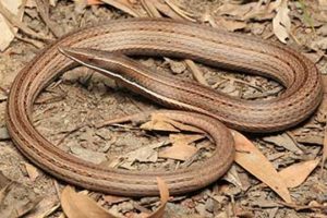 Gold Coast Lizards - South East Reptile Relocations - Lizard ...