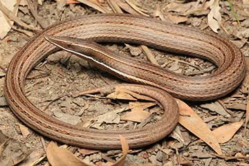 Burtons Legless Lizard - South East Snake Catcher Gold Coast