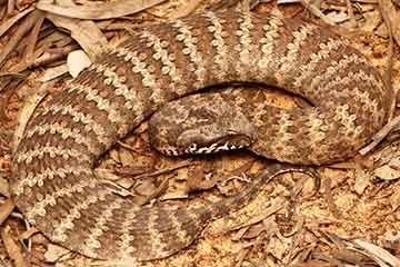 South East Snake Catcher - Common Death Adder Snake - Gold Coast