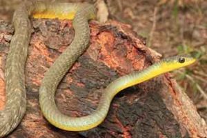 Snake Identification - South East Reptile Relocations - Gold Coast