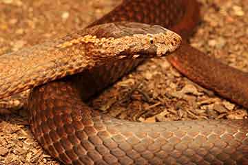South East Snake Catcher - Golden Crowned Snake - Gold Coast