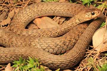 South East Snake Catcher - Keelback Snake - Gold Coast