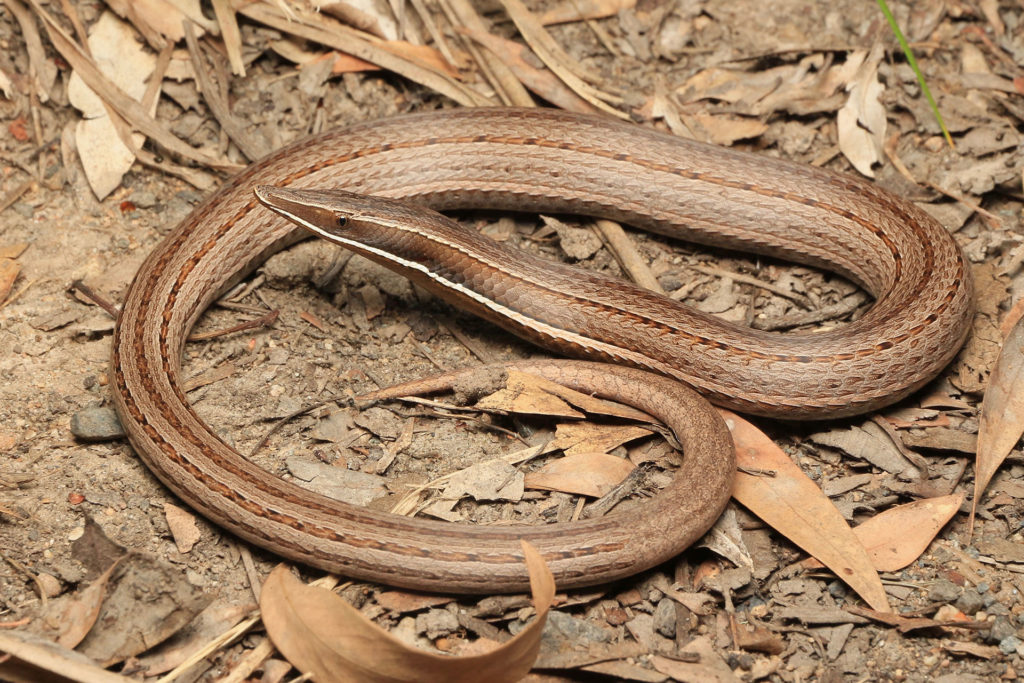 Burtons Legless Lizard - South East Snake Catcher Gold Coast