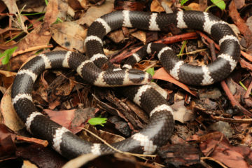 South-East-Snake-Catcher-Gold-Coast-Bandy-Bandy-Snake