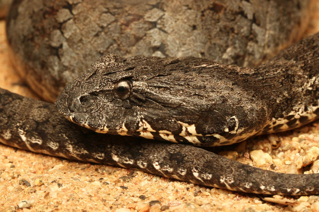 common-death-adder-south-east-snake-catcher-gold-coast