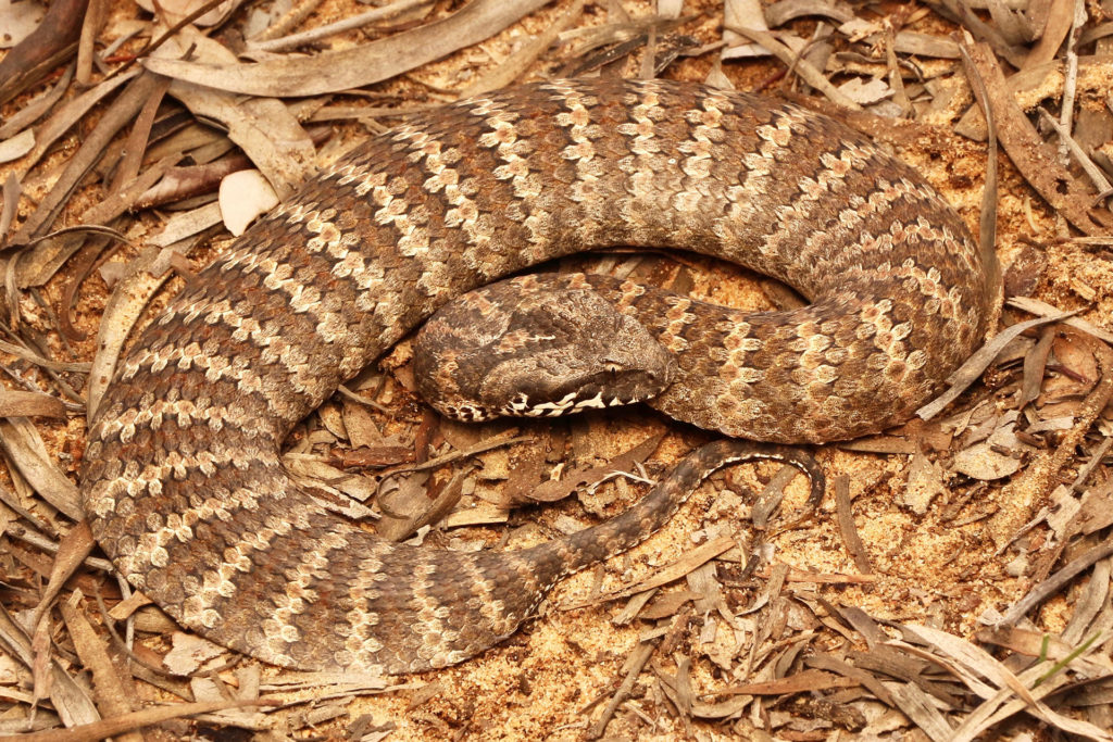 common-death-adder-south-east-snake-catcher-gold-coast