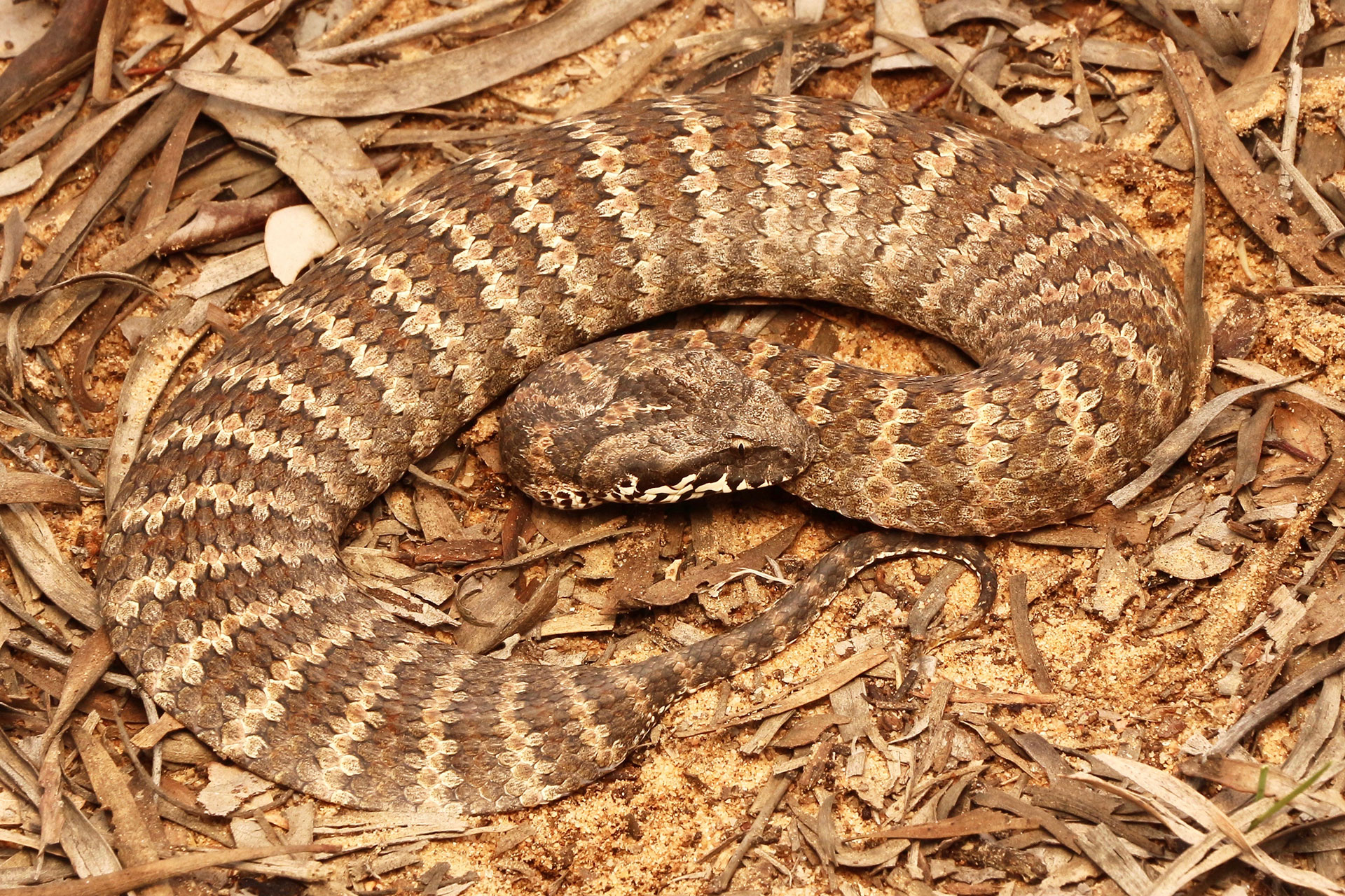 Common Death Adder South East Snake Catcher Gold Coast