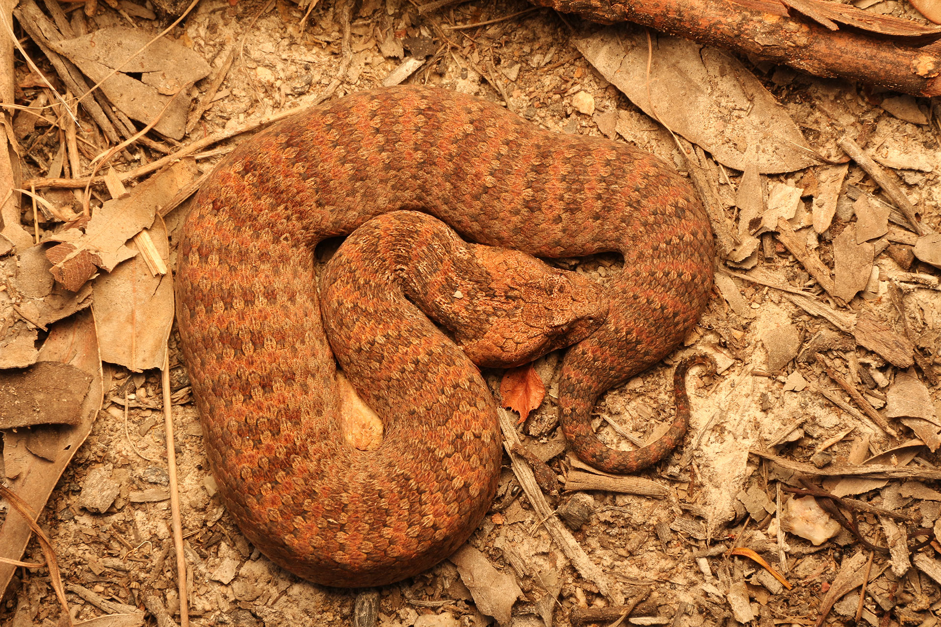 Common Death Adder South East Snake Catcher Gold Coast