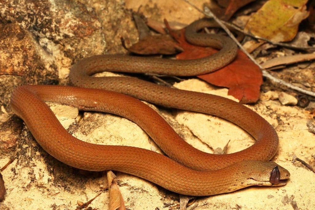 Common Scaly Foot Legless Lizard South East Snake Catcher