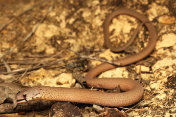 South-East-Snake-Catcher-Gold-Coast-Common-Scaly-Foot-Legless-Lizard
