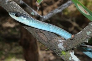 South-East-Snake-Catcher-Gold-Coast-Common-Tree-Snake