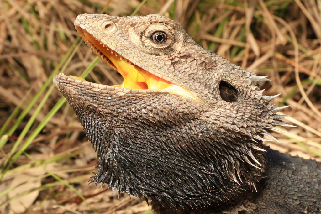 Eastern Bearded Dragon - South East Snake Catcher Gold Coast