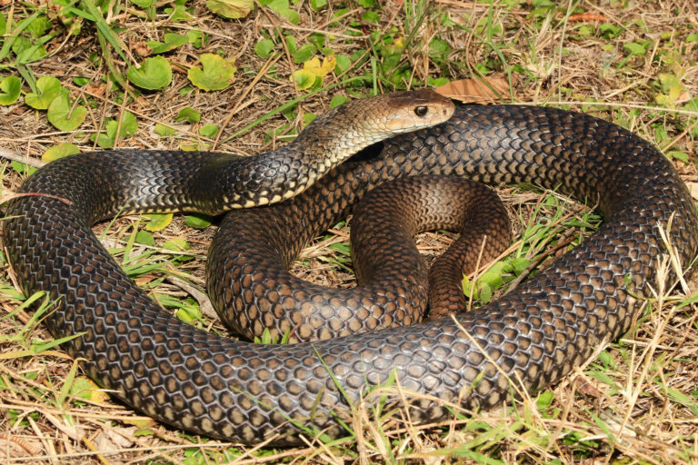 Eastern Brown Snake - South East Snake Catcher - Gold Coast