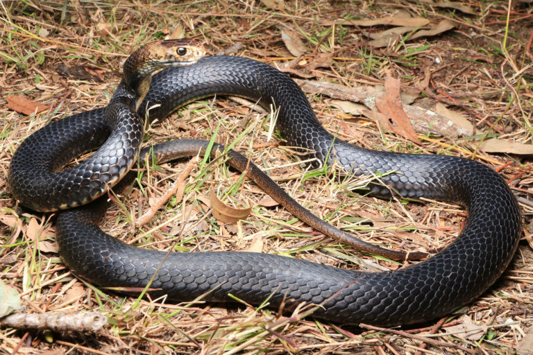 Eastern Brown Snake - South East Snake Catcher - Gold Coast