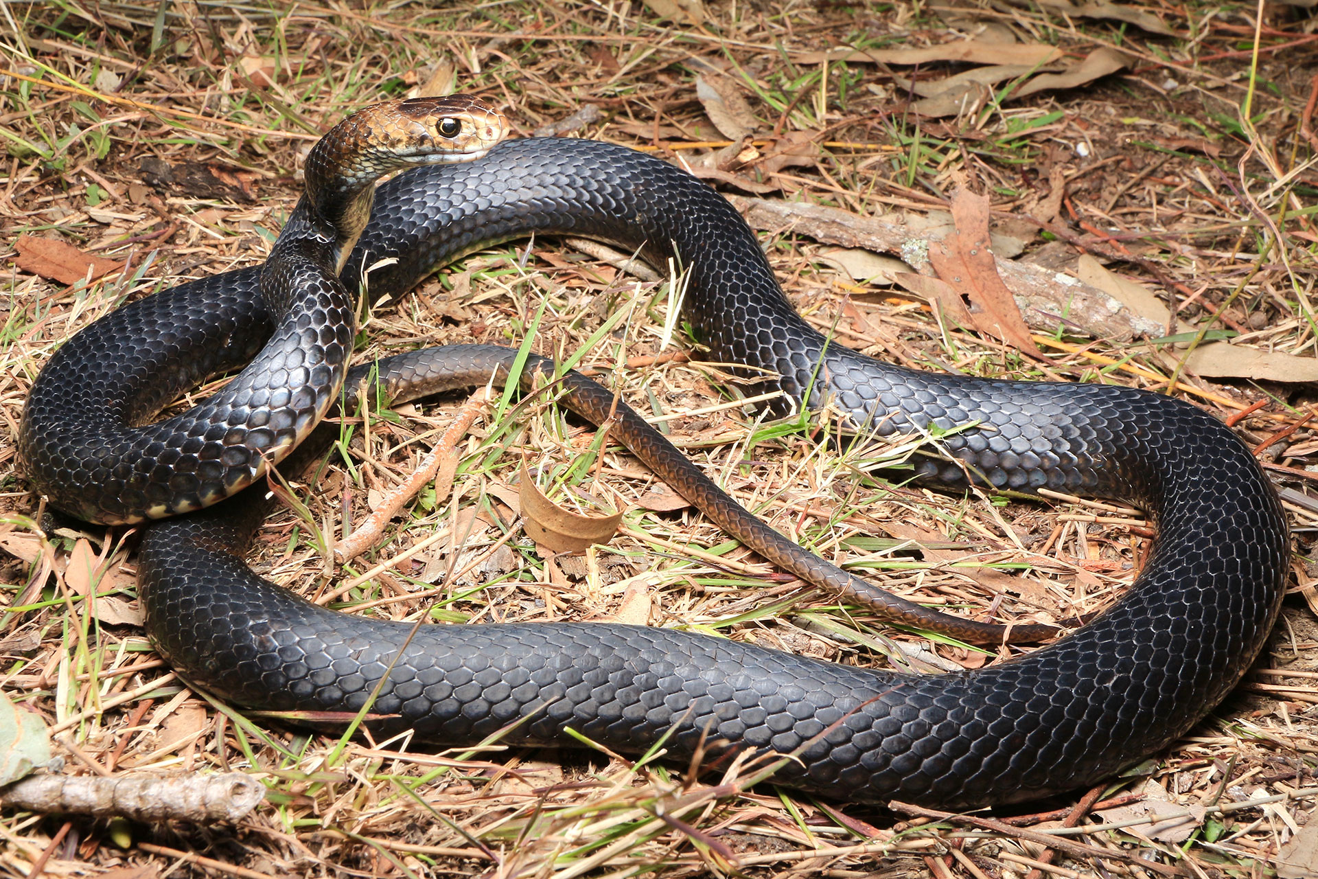 eastern brown snake predators