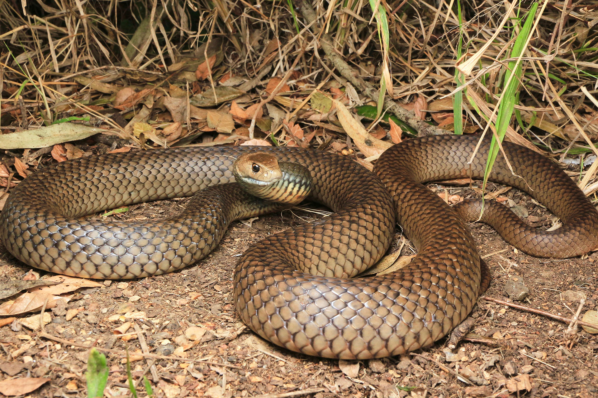 Eastern Brown Snake - South East Snake Catcher - Gold Coast