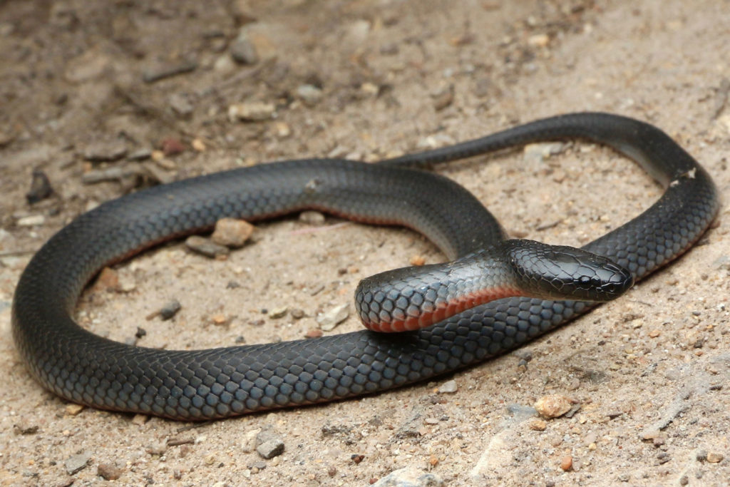 Eastern Small Eyed Snake South East Snake Catcher Gold Coast