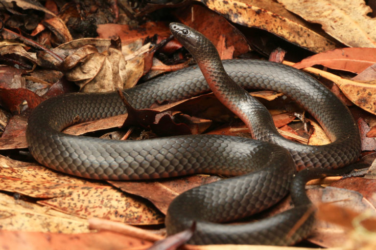 Eastern Small Eyed Snake - South East Snake Catcher - Gold Coast