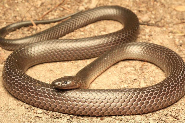 Eastern Small Eyed Snake - South East Snake Catcher - Gold Coast