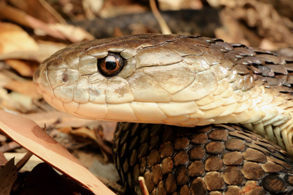Eastern Tiger Snake - South East Snake Catcher - Gold Coast