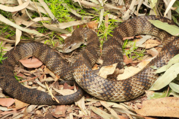 Eastern Tiger Snake - South East Snake Catcher - Gold Coast