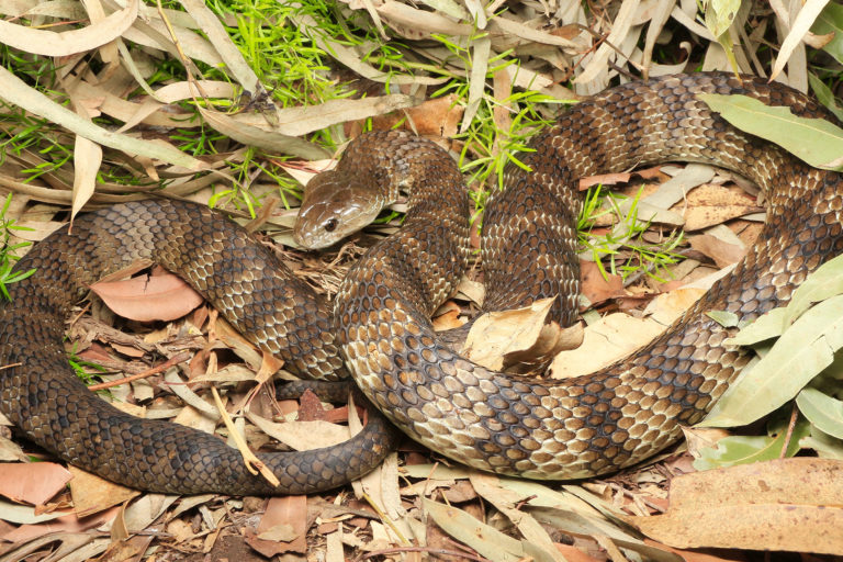 Eastern Tiger Snake South East Snake Catcher Gold Coast