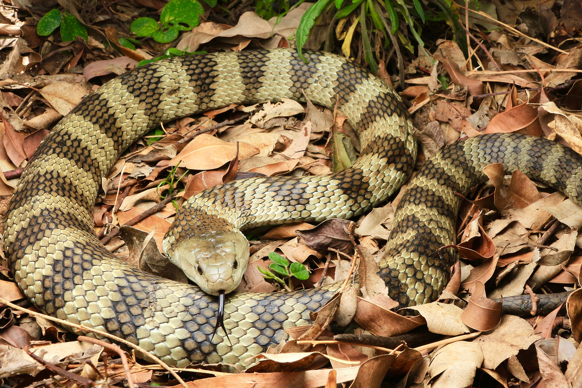 Eastern Tiger Snake - South East Snake Catcher - Gold Coast