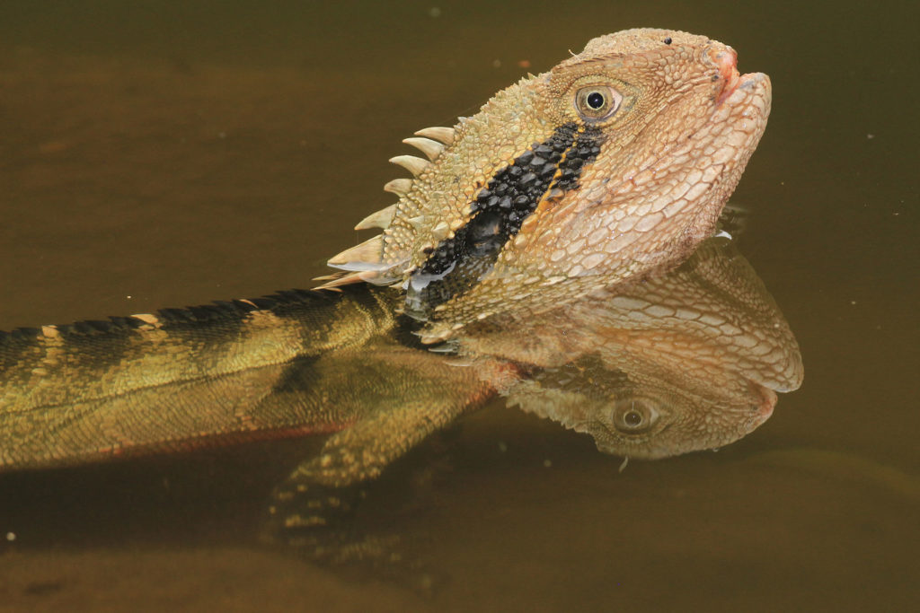 South-East-Snake-Catcher-Gold-Coast-Eastern-Water-Dragon