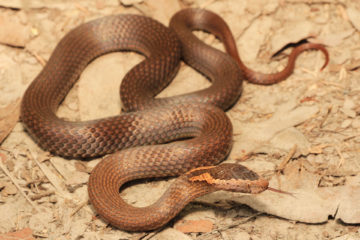 South-East-Snake-Catcher-Gold-Coast-Golden-Crowned-Snake