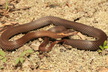 South-East-Snake-Catcher-Gold-Coast-Golden-Crowned-Snake