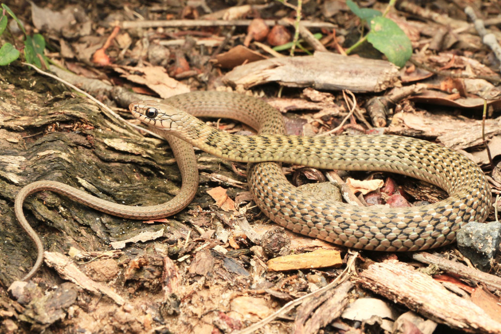 Keelback Snake - South East Snake Catcher - Gold Coast