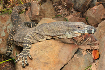 South-East-Snake-Catcher-Gold-Coast-Lace-Monitor