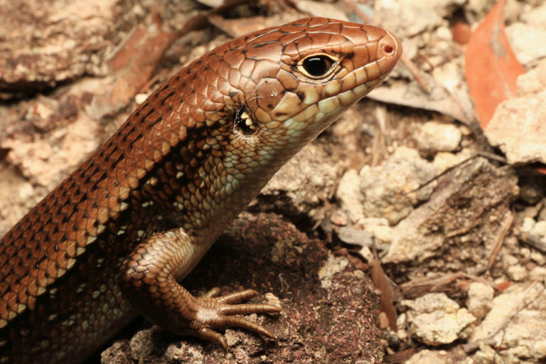 Major Skink - South East Snake Catcher Gold Coast