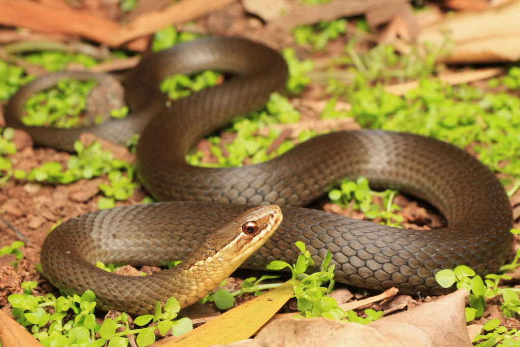 Marsh Snake - South East Snake Catcher - Gold Coast