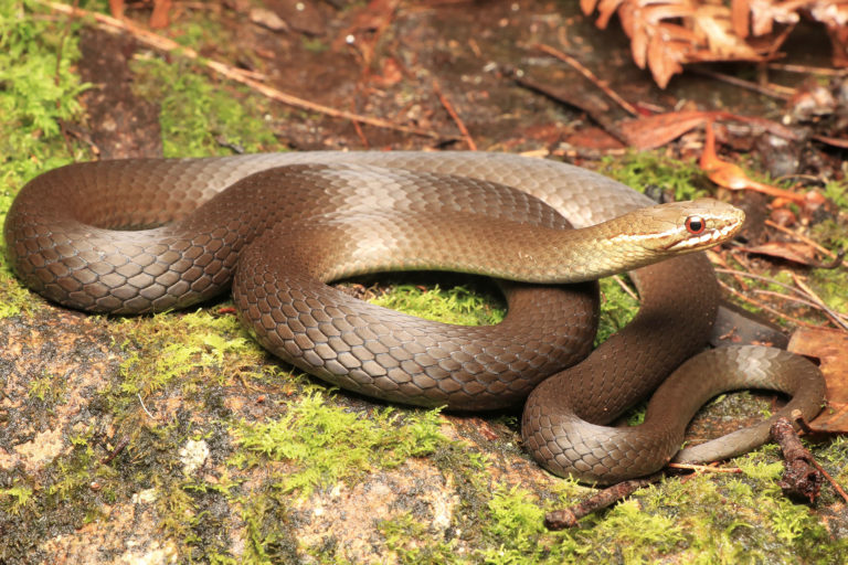 Marsh Snake - South East Snake Catcher - Gold Coast