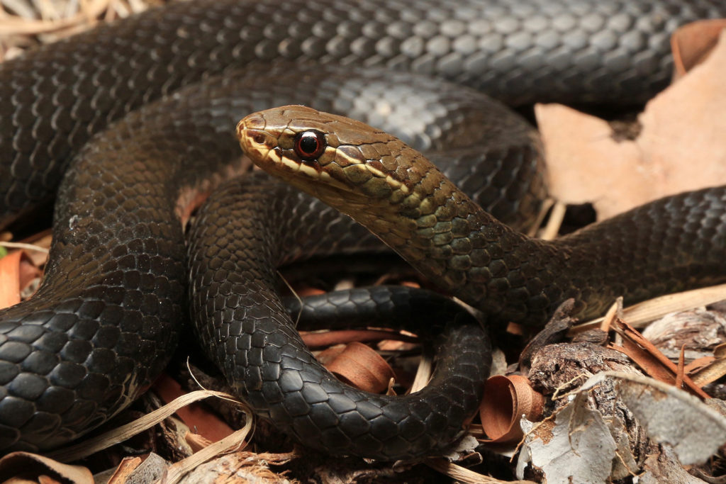 Marsh Snake - South East Snake Catcher - Gold Coast