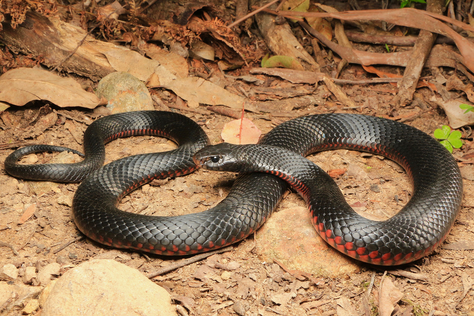 Red Bellied Black - East Snake Catcher - Gold Coast