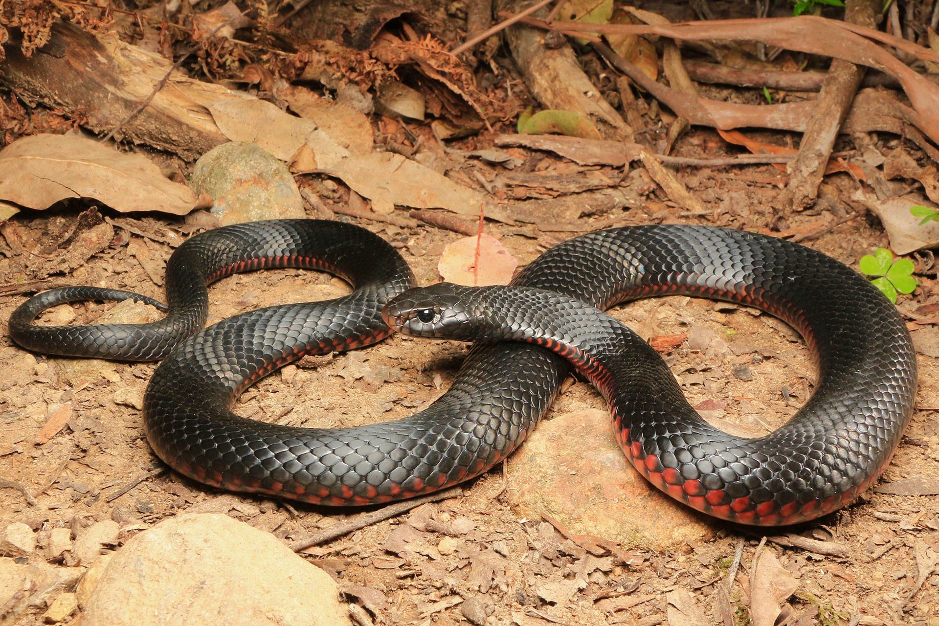 Learn about red-bellied snakes