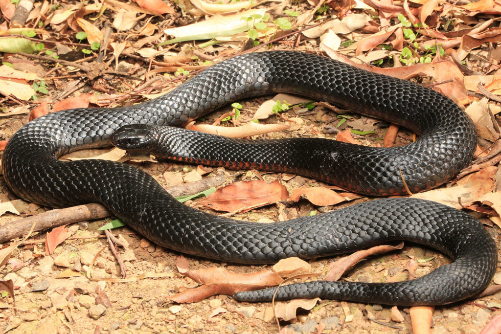 Red Bellied Black Snake - South East Snake Catcher - Gold Coast