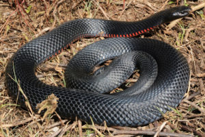 South-East-Snake-Catcher-Gold-Coast-Red-Bellied-Black-Snake