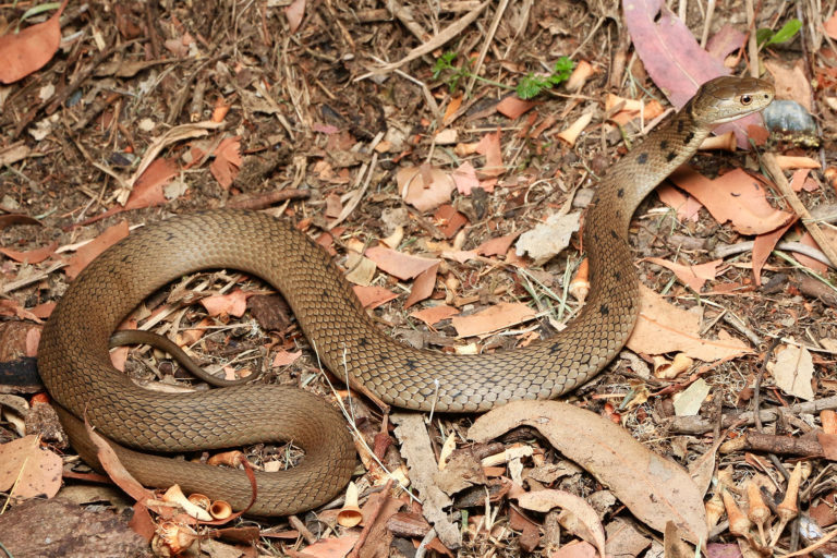 Rough Scaled Snake - South East Snake Catcher - Gold Coast