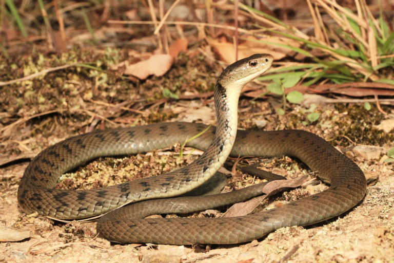 Rough Scaled Snake - South East Snake Catcher - Gold Coast