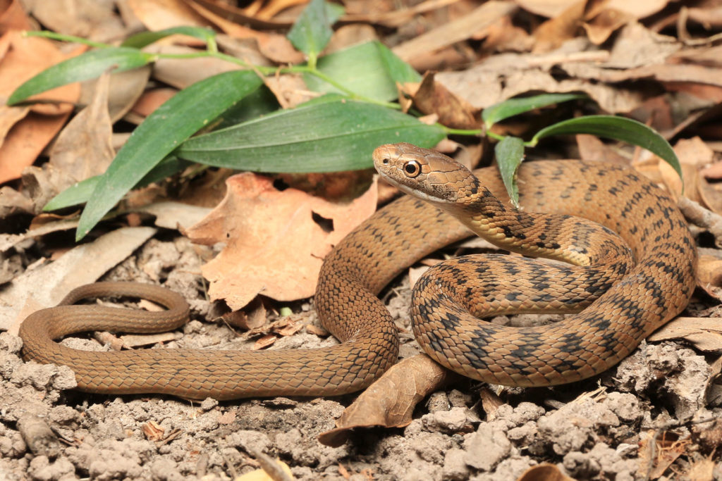 Rough Scaled Snake - South East Snake Catcher - Gold Coast