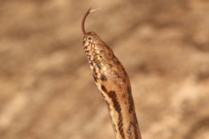 South-East-Snake-Catcher-Gold-Coast-Spotted-Python