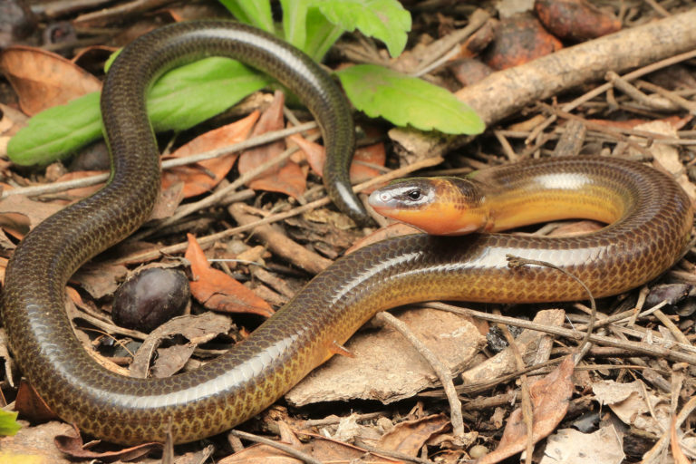 Three Clawed Worm Skink - South East Snake Catcher Gold Coast