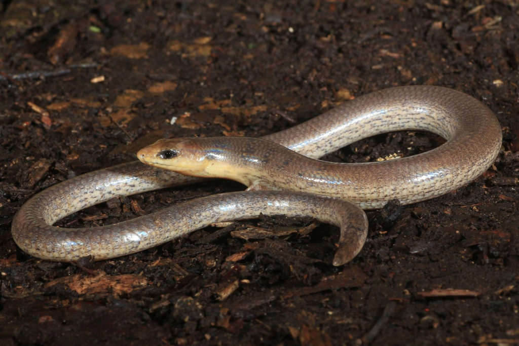 South-East-Snake-Catcher-Gold-Coast-Three-Toed-Snake-Toothed-Skink