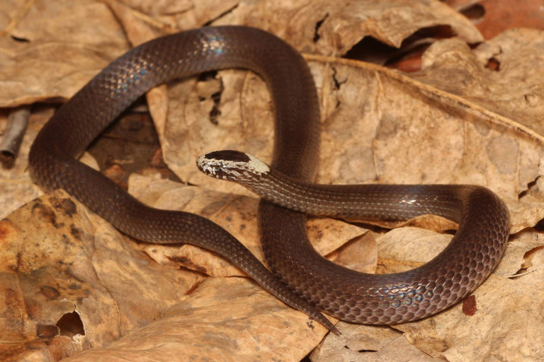 White Crowned Snake - South East Snake Catcher - Gold Coast